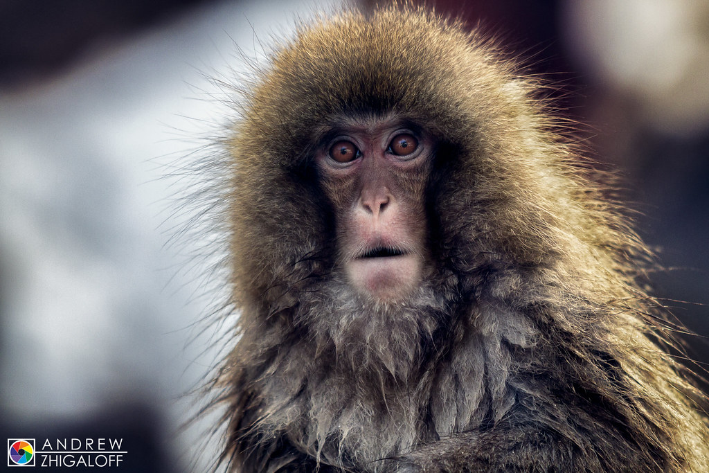 monkey